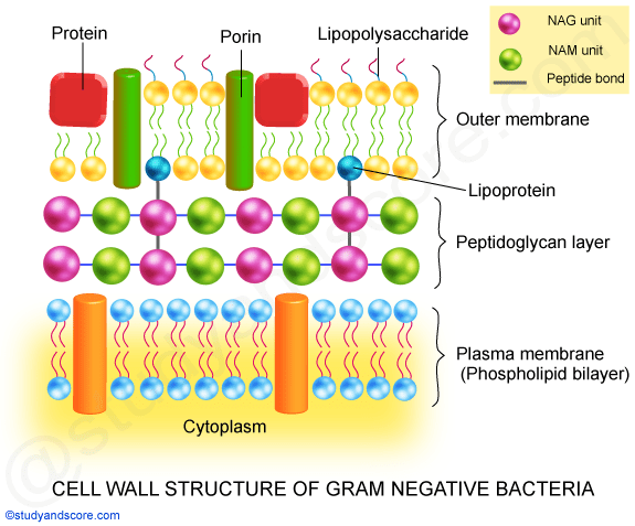 Cell Wall Structure Of Bacteria Cell Wall Structure Of Bacteria